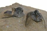 Three Onnia Trilobite Fossils - Blekos, Morocco #312764-5